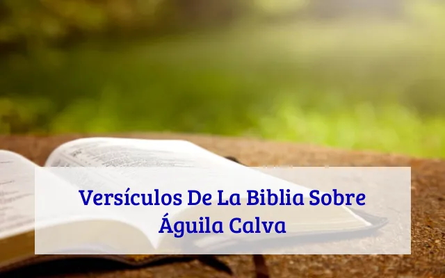Versículos De La Biblia Sobre Águila Calva